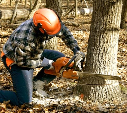 Tree Removal in Portsmouth, RI